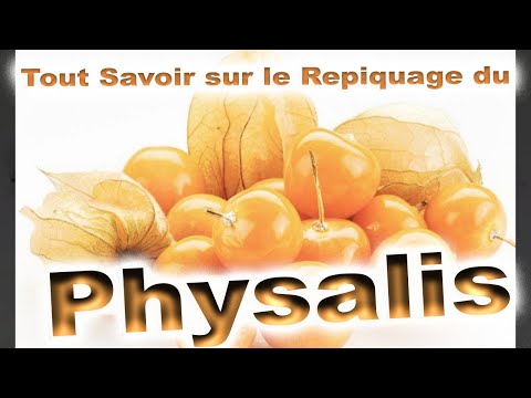 , title : 'Tout savoir sur : Le Repiquage des Physalis,  ( simple et si bon)'