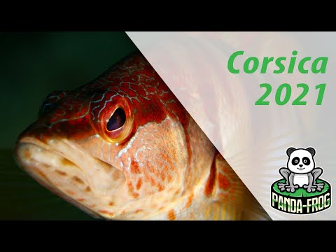 Diving in Porto-Vecchio Corsica 2021