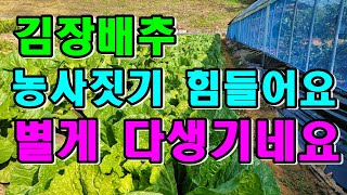 김장배추3차웃거름 그리고 이것도 엽면시비했어요 / 배추농사 힘들어요 배추추비시기