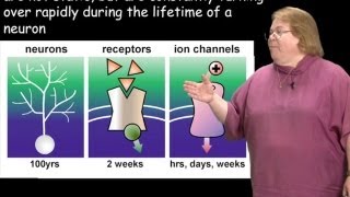 Eve Marder (Brandeis University) Part 3: Homeostasis