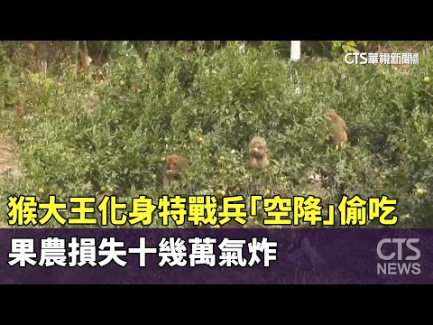 猴大王化身特戰兵「空降」偷吃　果農損失十幾萬氣炸