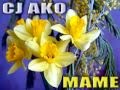 CJ AKO Маме Песня Про Маму С 8 Марта На День Рождения Мама Для Мамы ...