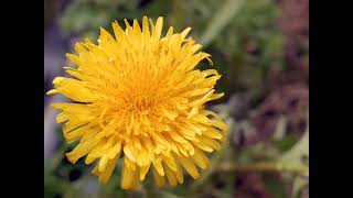 Tevin Campbell- Dandelion