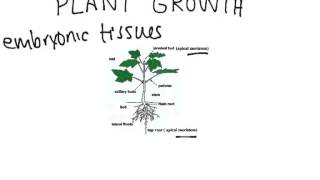 Plant Growth