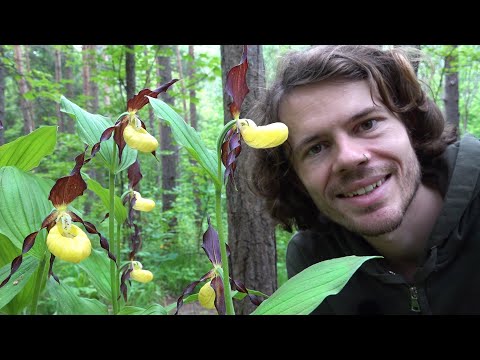 Rare Wild Orchids - Mystical Beauties