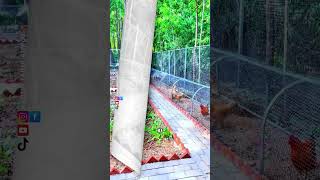 Download lagu Creative Ideas When Making Chicken Coops #farming #gardeningtips #smarttricks #modernfarmers mp3