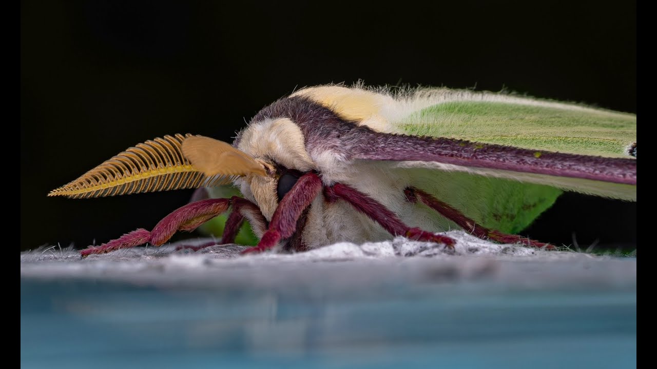 Late Spring Birds & Giant Silk Moths
