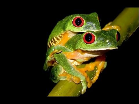Breeding Red eye tree Frogs! 153 eggs