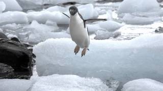 Christina Perri ~ Penguin