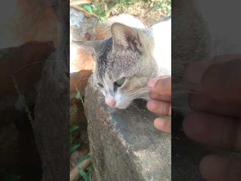 Iam cute neh? do you like me?🥺😻🥺|#shortsfeed #cats #shorts #youtubeshorts #ytshorts #trending #viral