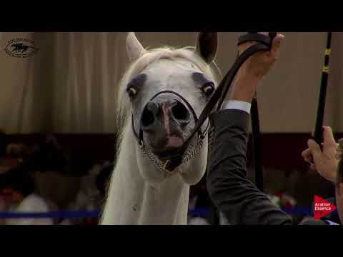 N.62 ELLISEINA - Polish Nationals 2018 - 11 Years Old and Older Mares (Class 9)