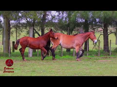 LOTE 02 - RZ DESTAPE DA CARAPUÇA