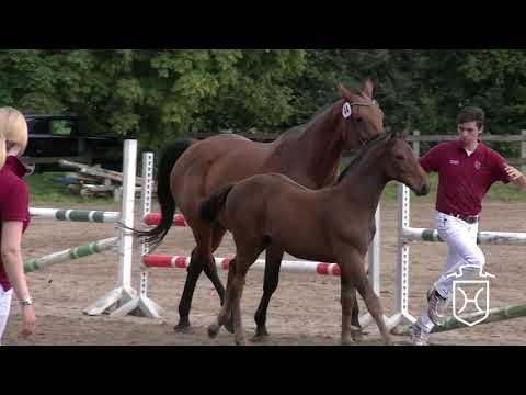 RD044 Hengstfohlen von Diarado   Clearway   Landgraf I