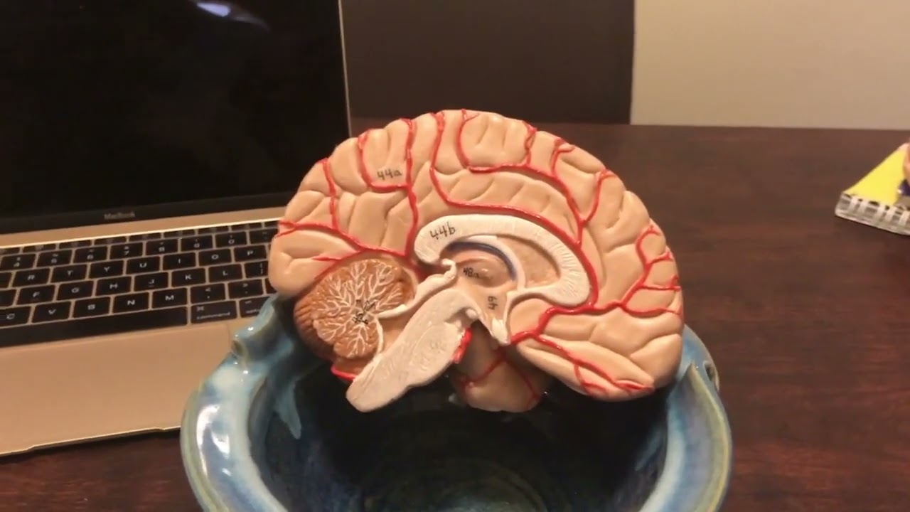 Human Brain Models Part 2
