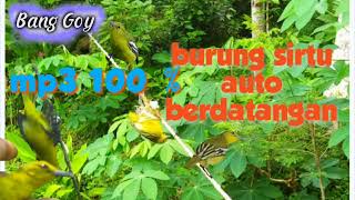 Download lagu Mp3 suara pikat burung sirtu ribut banget bikin burung sirtu hutan kepo dan turun ke pulut. mp3