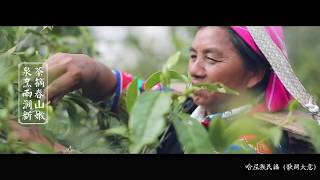 preview picture of video '西双版纳普洱茶头春采摘《Xishuangban BohdiPasha Pu'er Tea, Mets Spring》'