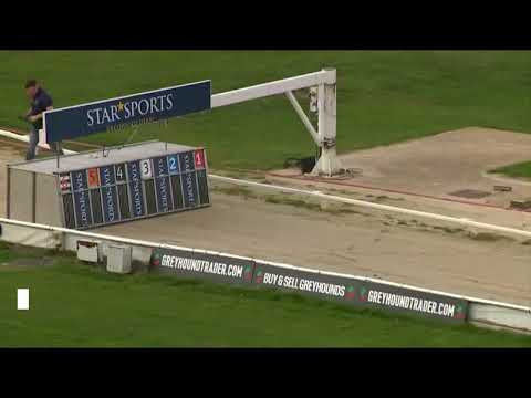 Signet Denver - BGBF GREYHOUND STUD BOOK TROPHY   HEAT 1