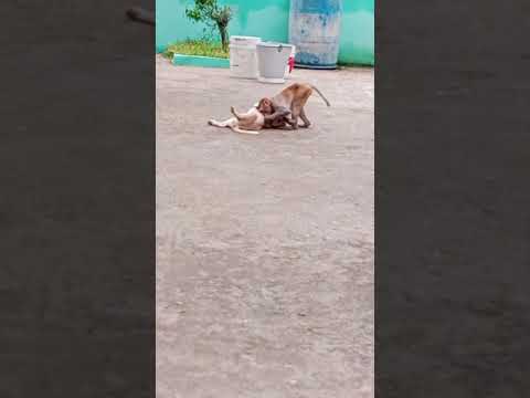 Monkey vs Dog fight