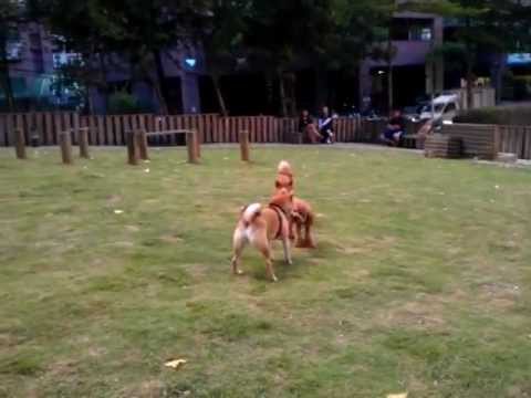 民有寵物公園，那兒好多柴寶唷!(原發表者:DuckSu)(影片)