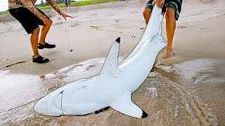 Sharks, Whales, & MASSIVE Bait Schools!!