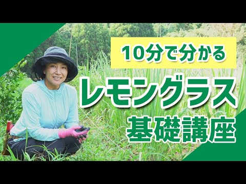 レモングラス 植物