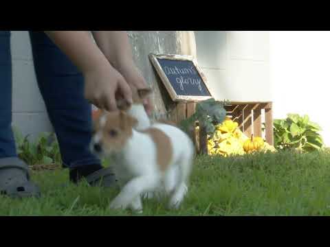 Raymond Troyer's Jack Russell/ Rat Terrier Mix