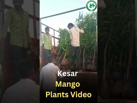 Kesar Mango Tree Plants