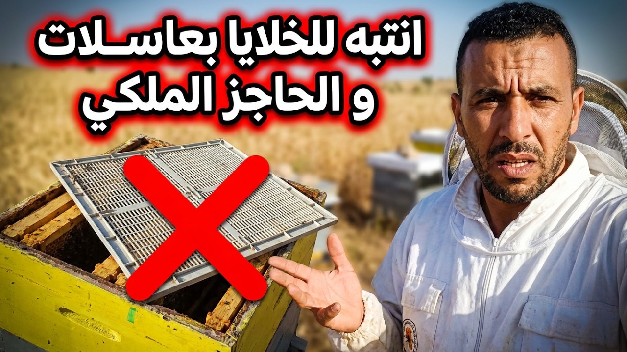 مباشر نصائح تربية النحل فرز العسل الحاجز الملكي