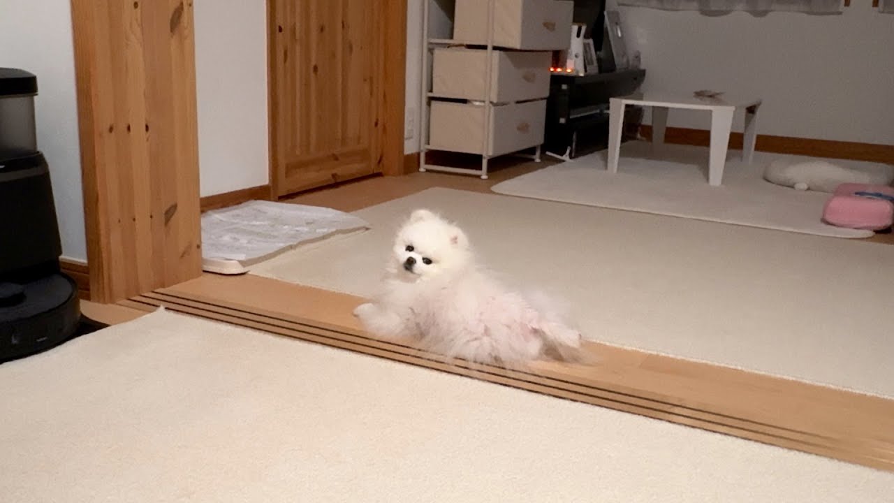 おいでと言ったらベッドに潜り込んでくるポメラニアン