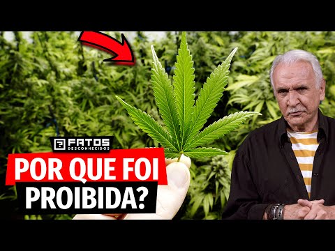 A Maconha e os motivos de ser proibida no Brasil