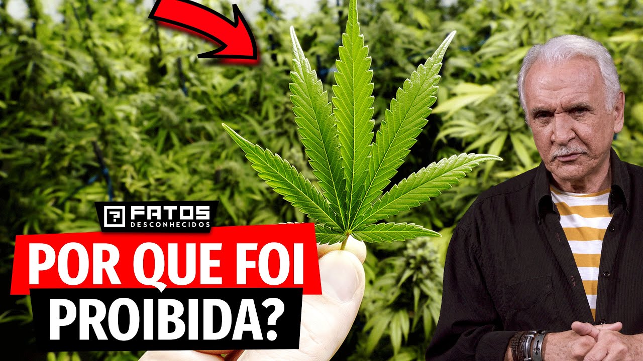 A Maconha e os motivos de ser proibida no Brasil