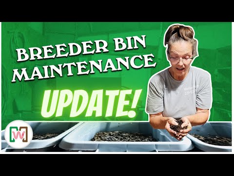 Red Wiggler Breeder Bin Update – Growth, Castings & Progress!