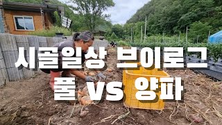 [시골일상 브이로그] 텃밭 양파, 마늘 올해도 또 이게 뭡니까.