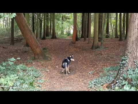 Our Trip to Ashen Plains