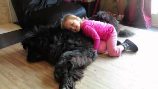 Tiny Girl, Giant Dog, Massive Love