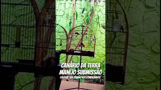 #canariodaterra Manejo Submissão