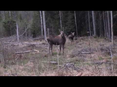 Älgberget leksand älgar 13/5 2013