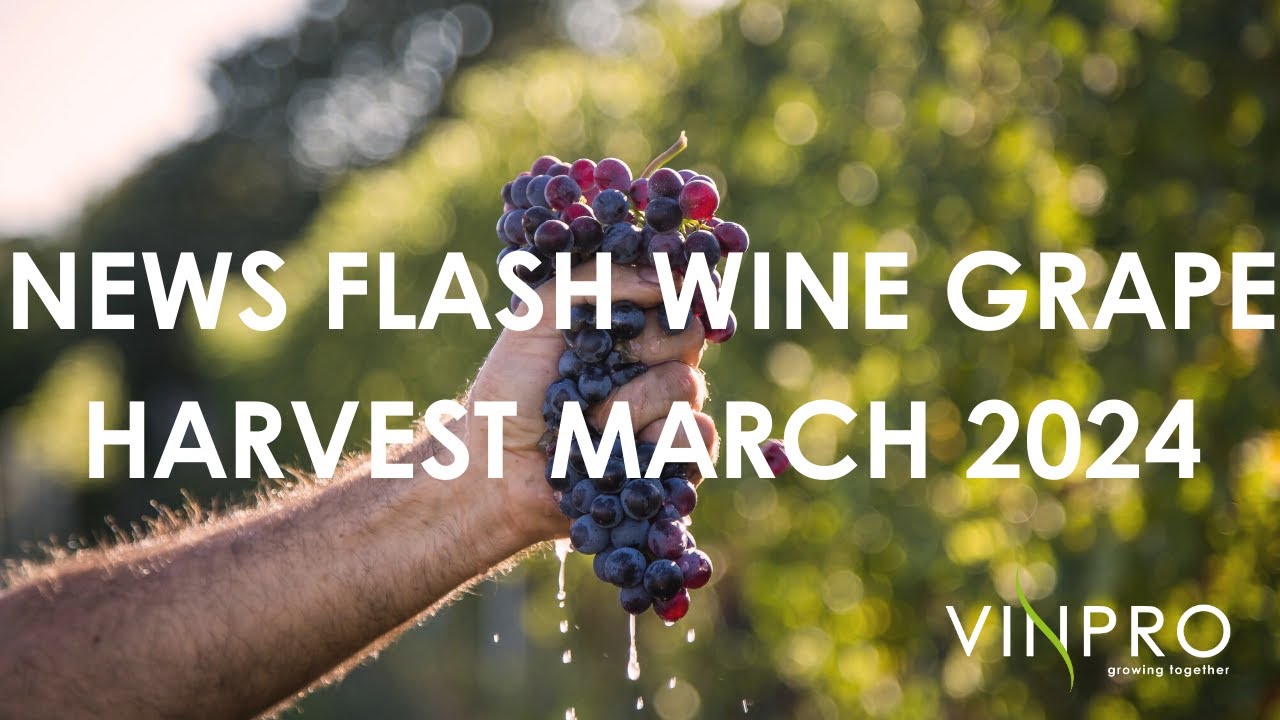 News Flash: Wine Grape Harvest March 2024 - Stellenbosch