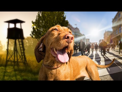 Fátyol - Erdőn innen, városon túl (előzetes)