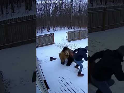 Bear Almost Catches a Man in His Backyard 🐻😱 #bear