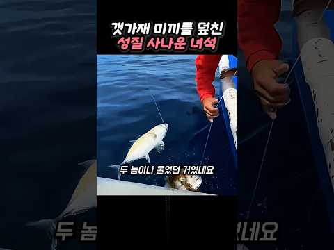 갯가재 미끼로 맨손낚시 했더니 줄줄이 올라온 GT