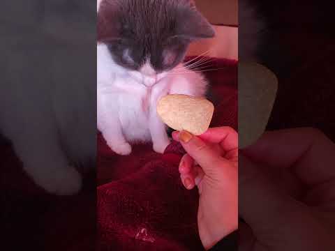 cat burp while eating chips 😸