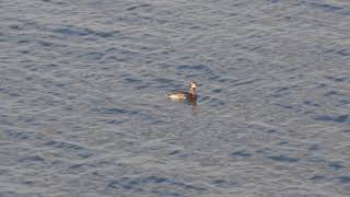 20180322ﾐﾐｶｲﾂﾌﾞﾘ（耳鳰）夏羽に換羽中