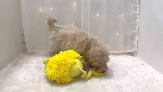 ハーフ犬の動画01