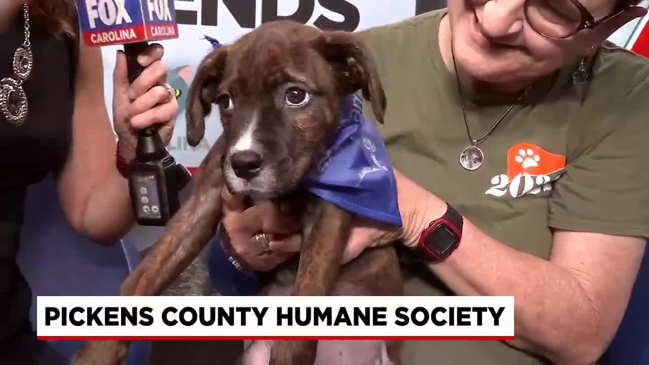 Four Legged Friends: Bugle