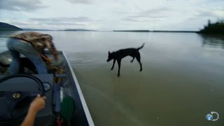 Sled Dog Biathlon Training