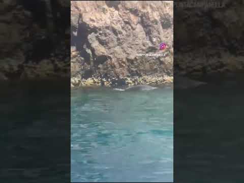 Secondo avvistamento della Foca Monaca in pochi giorni tra Capri e Punta Campanella