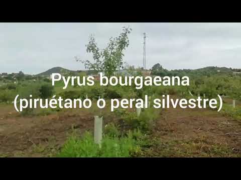 Pyrus bourgaeana (piruétano o peral silvestre)