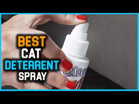 Best Cat Deterrent Spray in 2022 - Top 5 Review and Buying Guide