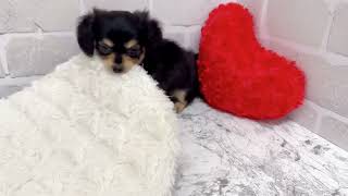 ハーフ犬の動画01